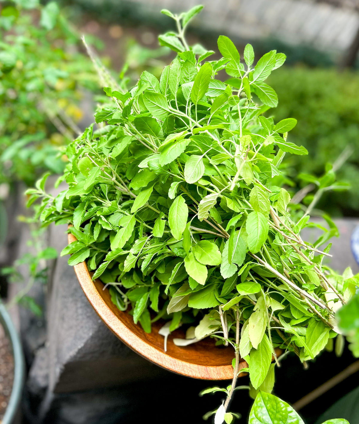 TULSI - FACE OIL